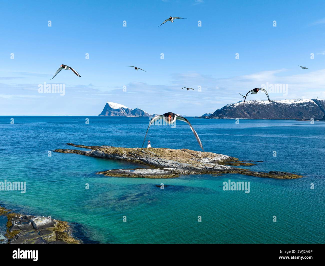 Vögel fliegen über den Ozean mit blauem Himmel im Hintergrund Stockfoto