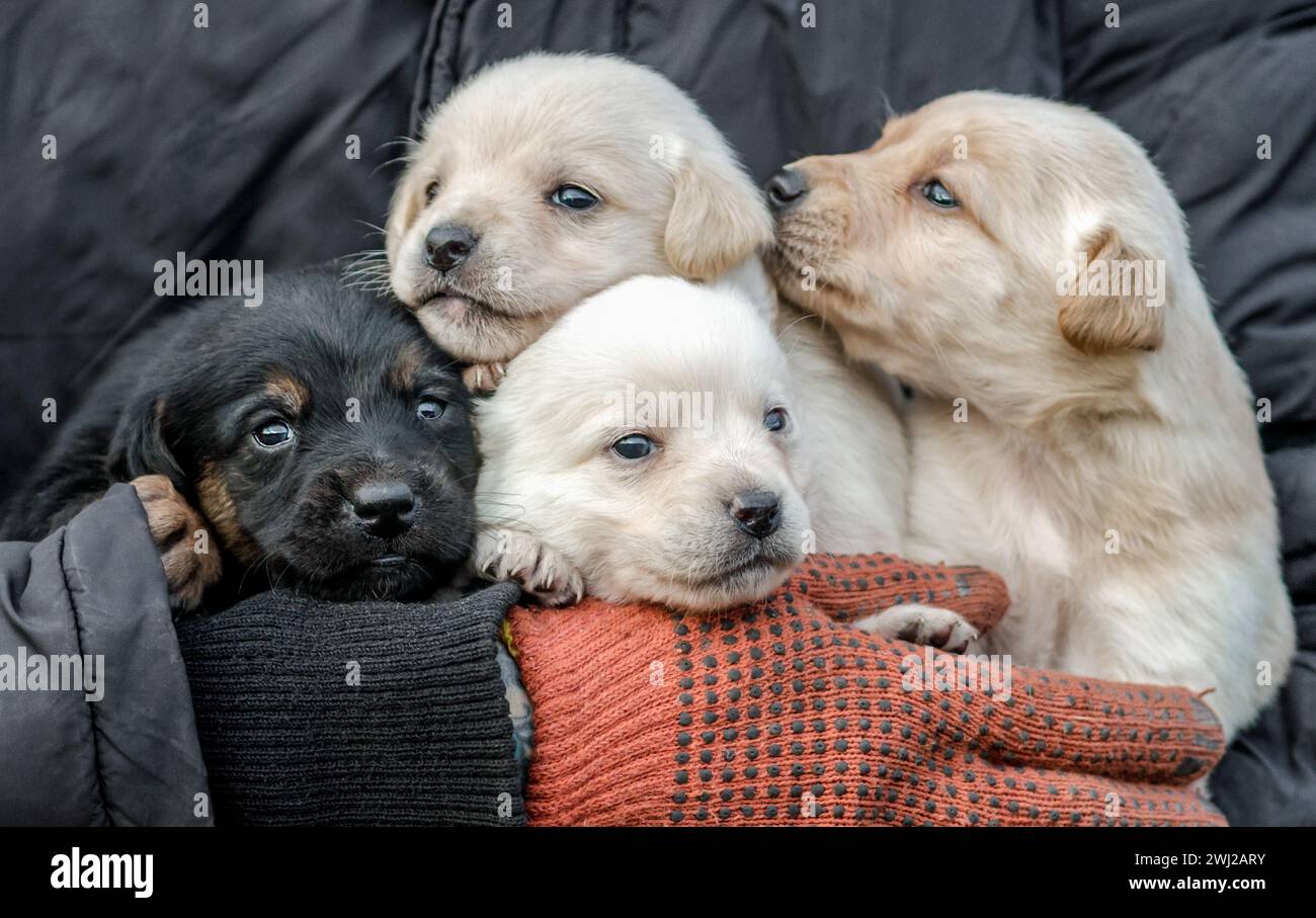 Ein Haufen kleiner Welpen in menschlichen Händen Stockfoto