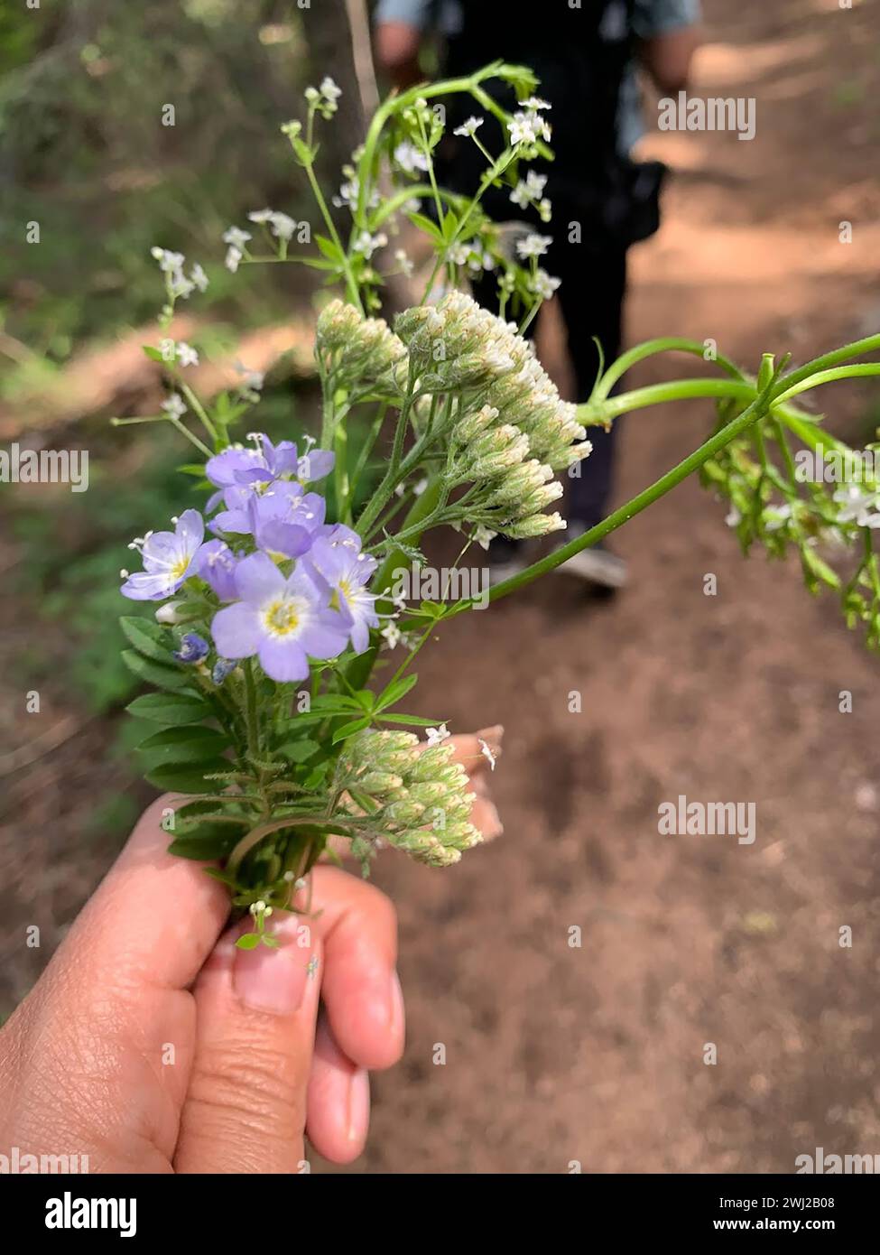 Wildblumenpflücke auf der Waldwanderung Stockfoto
