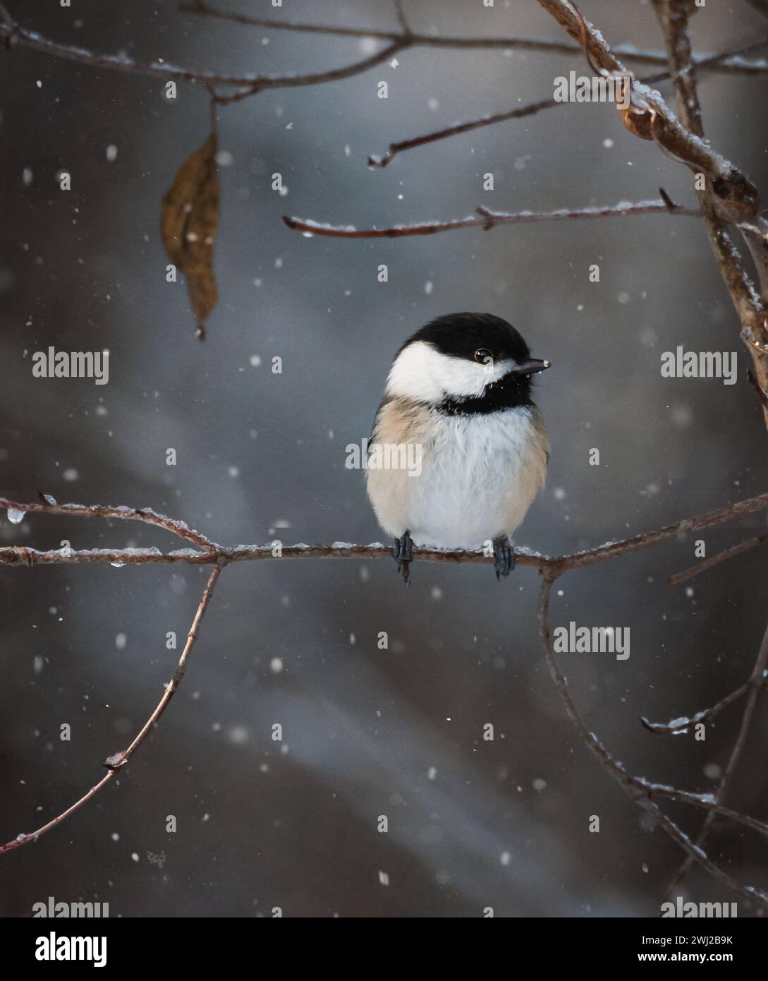 Nahaufnahme von Chickadee auf Baumzweig an einem verschneiten Wintertag. Stockfoto