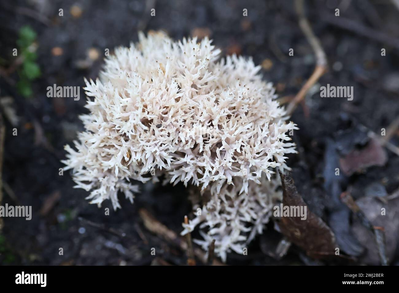 Clavulina coralloides, auch bekannt als Clavulina cristata, der weiße Korallenpilz oder der Haubenkorallenpilz, Wildpilz aus Finnland Stockfoto