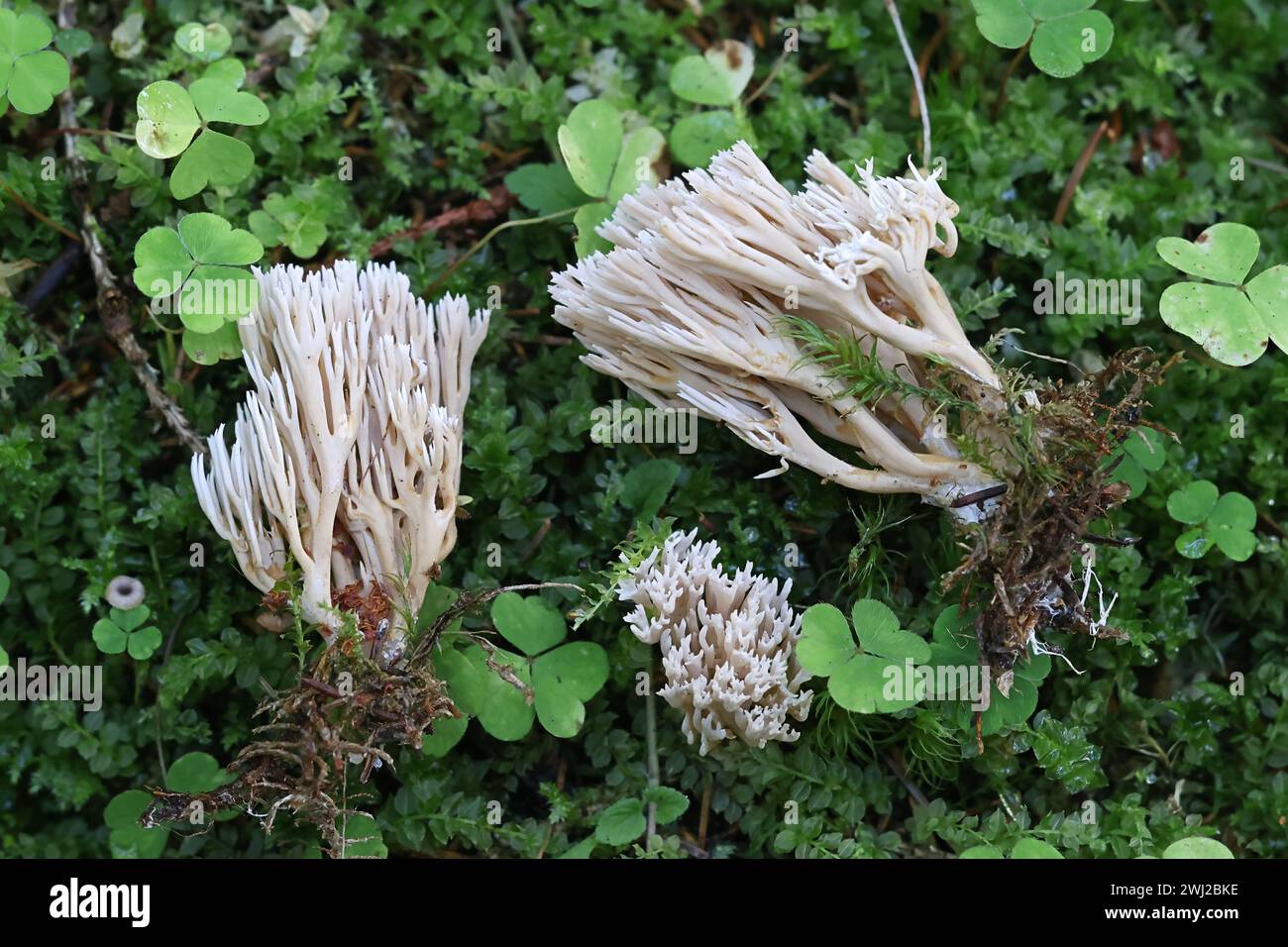Ramaria gracilis, auch bekannt als schlanker Korallenpilz, Wildpilz aus Finnland Stockfoto