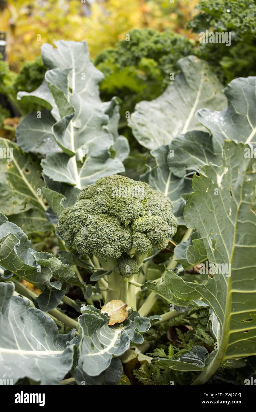 Brokkoli, Broccoli (Brassica oleracea var. italica) Pflanze im Hochbeet Stockfoto