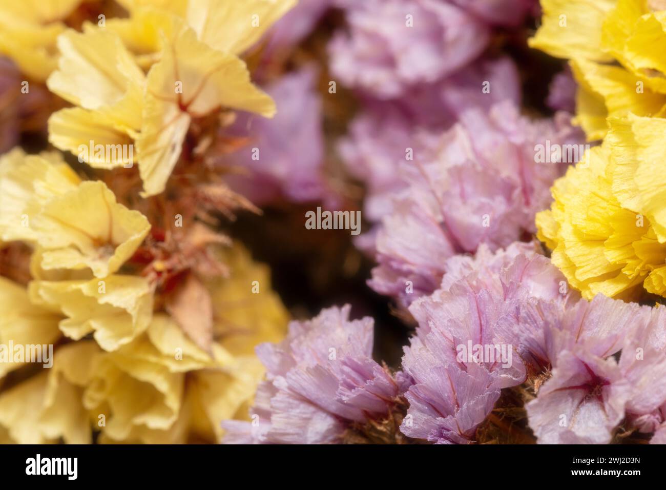 Nahaufnahme von blühenden lila und gelben kleinen Blüten. Getrocknete Blumen oder Ikebana für die Innendekoration. Blumenrahmen, Makro Stockfoto
