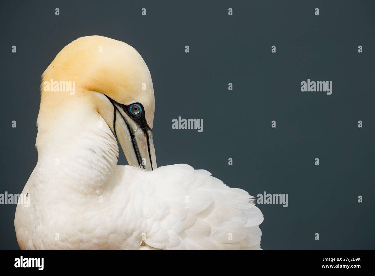 Eine Nahaufnahme von elegantem Gannet mit langem weißem Gefieder und auffälligem blauem Auge Stockfoto