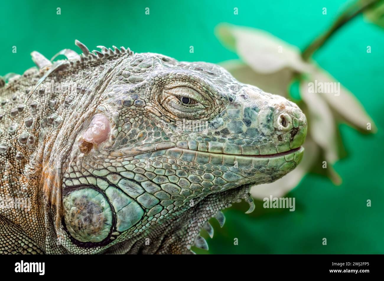 Großer Leguan auf grünem Hintergrund aus nächster Nähe Stockfoto