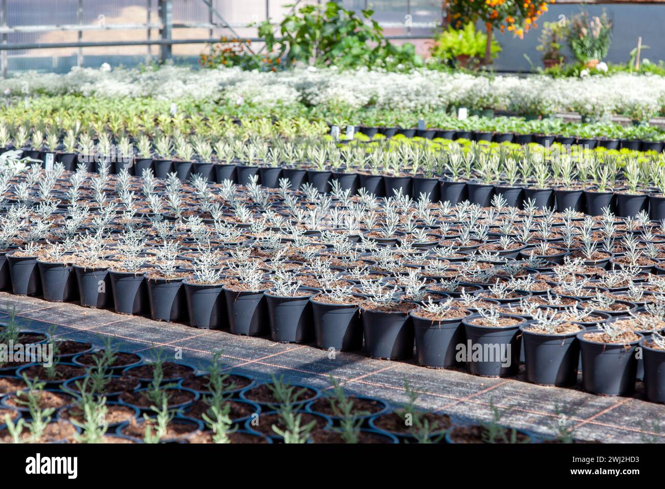 Landwirtschaft in Innenräumen. Topfpflanzen und grünes Gemüse im kommerziellen Green House. Junge Pflanzen Stockfoto