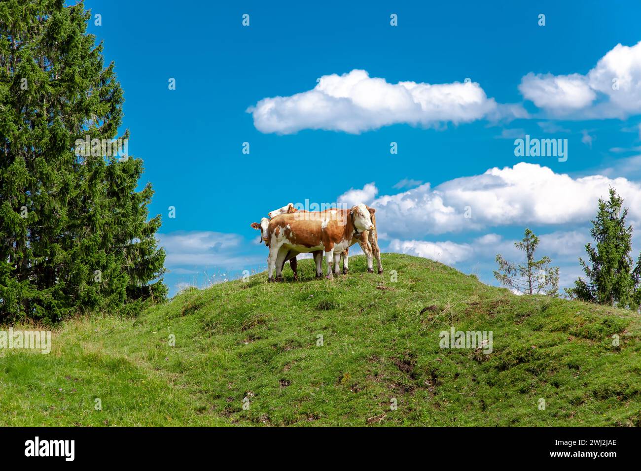 Herde von Milchkühen mit Glocke auf der Weide auf einem Hügel, bayerische Kuh auf grüner Wiese in den Bergen, Europa Stockfoto