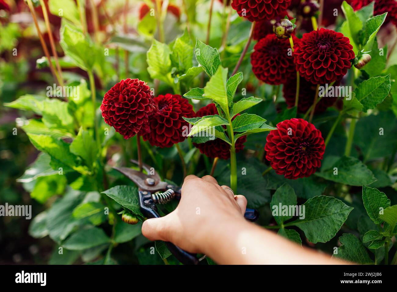 Rote Pompon-Dahlien im Sommergarten pflücken. Bauer schneidet burgunderrote Dahlienstämme mit Hochentaster. Blumenernte. Draufsicht Stockfoto