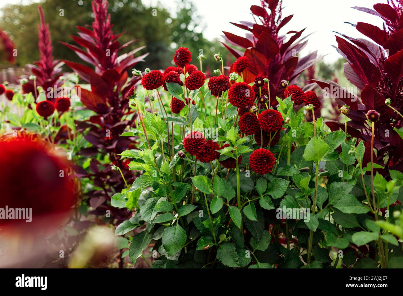 Rote Pompon Ball Dahlien blühen im Sommergarten von burgunderroten Amaranth. Blumenfarm. Nahaufnahme gesunder Pflanzen Stockfoto