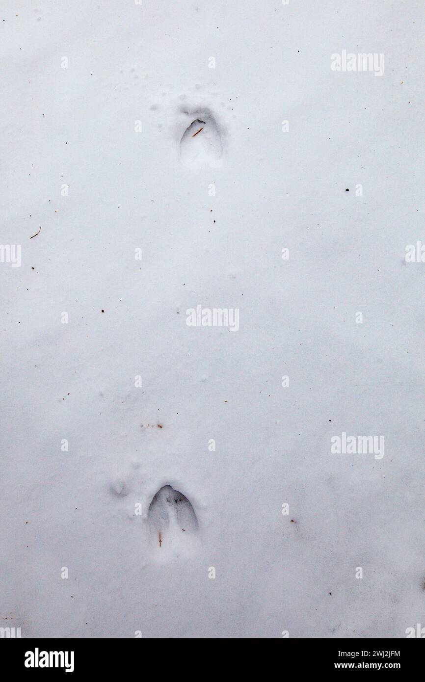 Hirschspuren im Schnee, vertikal Stockfoto