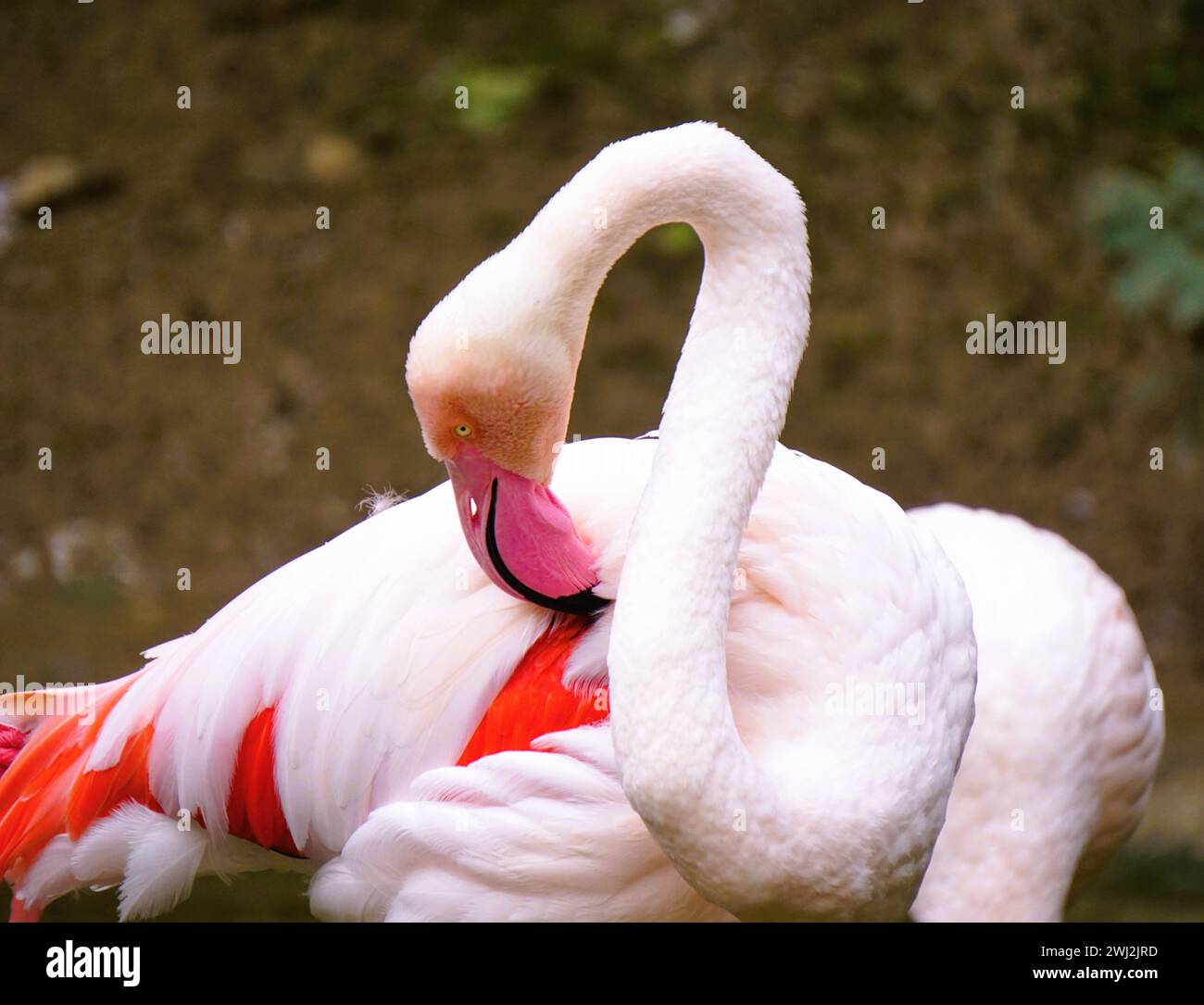 Flamingos stehen im Wasser mit elegant gelockten Hälsen Stockfoto