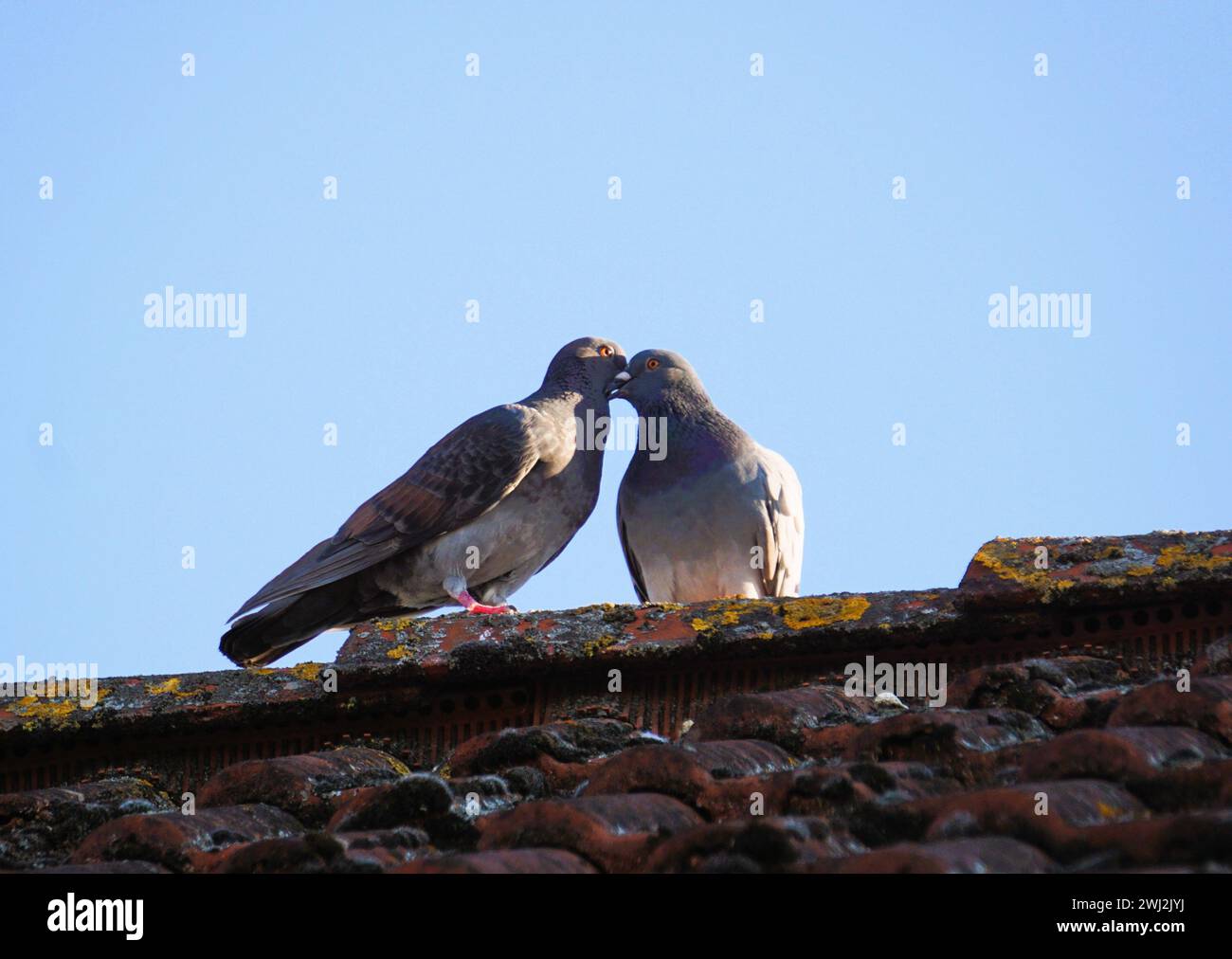 Zwei Vögel, die auf einem Dach sitzen und ihre Schnäbel miteinander verflochten sind Stockfoto