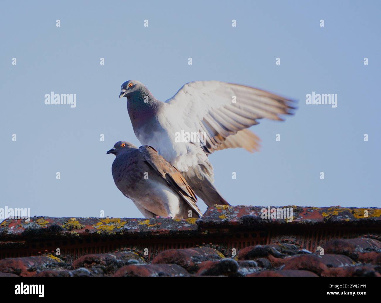 Zwei Tauben auf einem Dach, die ihre eleganten Flügel zeigen Stockfoto