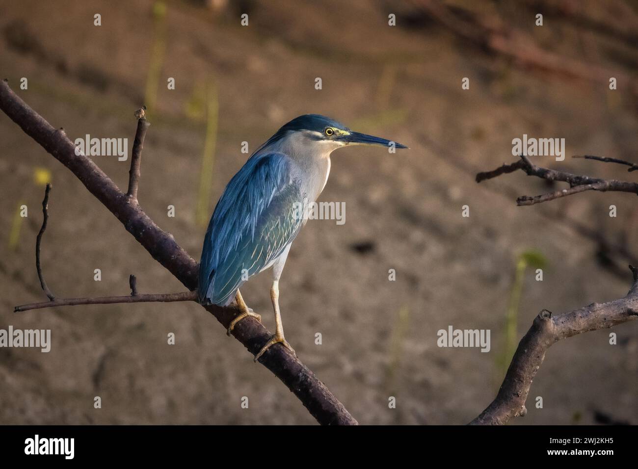Streifenreiher, Butorides striata, Bhitarkanika, Odisha, Indien Stockfoto
