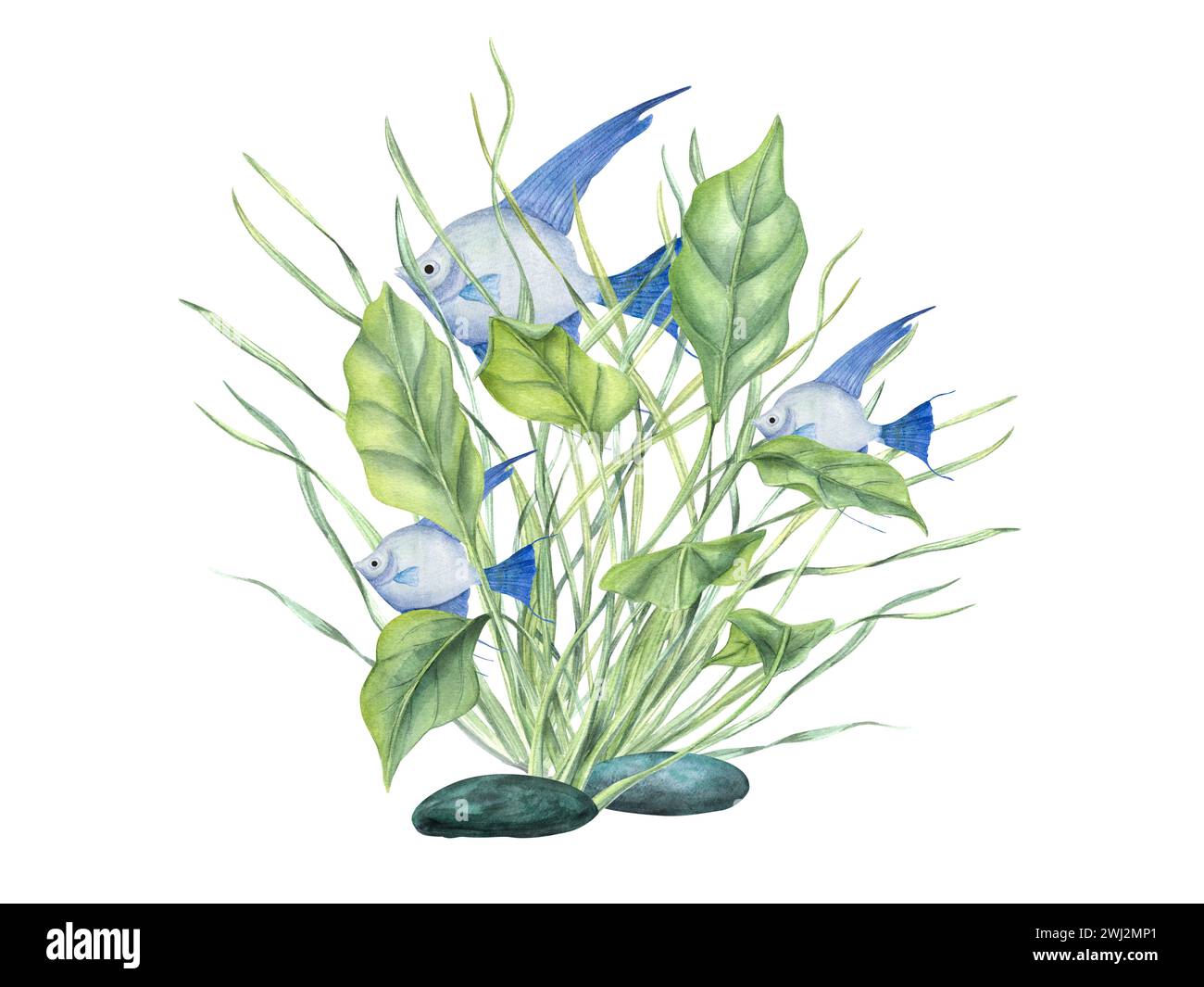 Blauer Engelfisch unter grünen Seetang. Tropische Fische, Meerespflanzen. Skalar, Algen. Seegras. Algen, grüne Blätter. Aquarellabbildung. Design Stockfoto