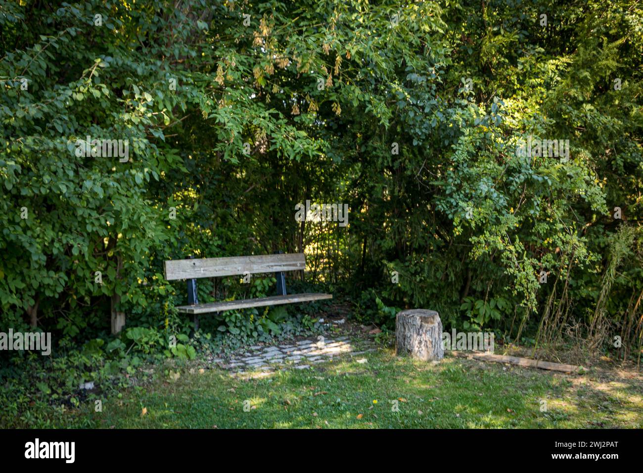Ein Park hat eine leere Bank an einem ruhigen Ort, um im Garten zwischen den Bäumen zu sitzen Stockfoto