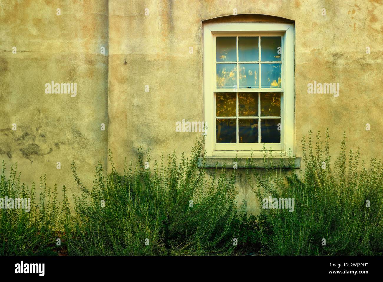Verbesserte Nahaufnahme eines Fensters und Pflanzen an und entlang einer Außenwand eines Gebäudes. Stockfoto