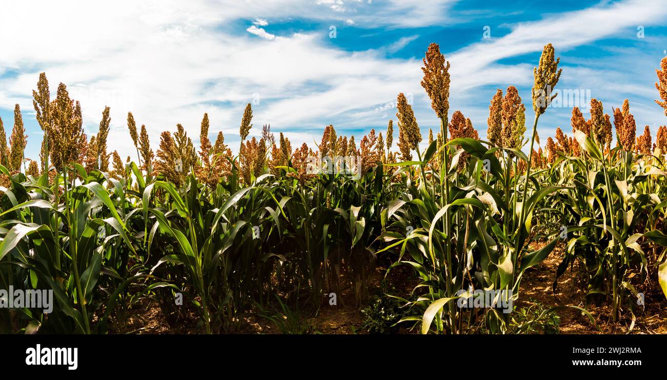 Biokraftstoff und neue Boom Food, Sorghum Plantation Industrie. Feld mit süßem Sorghum-Stiel und Samen. Stockfoto