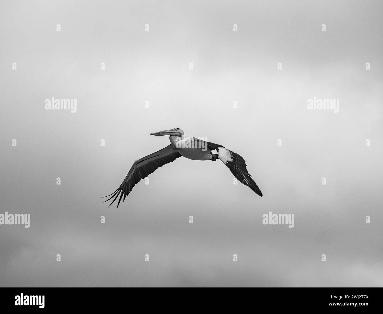 Vogel im Flug über Wasser unter grauem Himmel Stockfoto