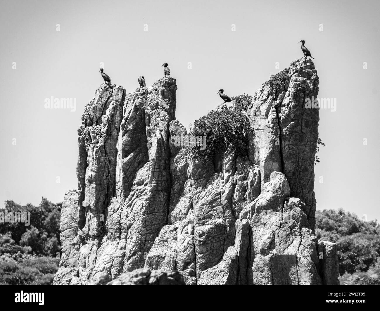 Vögel auf Felsformationen in der Nähe von Wasser Stockfoto