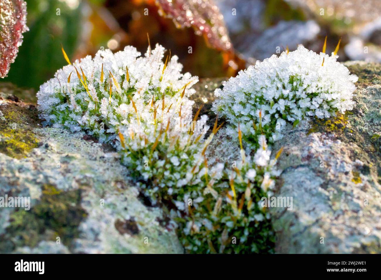 Nahaufnahme von Moosbüscheln, die oben auf einer alten Wand wachsen, bedeckt mit Kristallen von Frost und hinten beleuchtet von den Strahlen einer schwachen Wintersonne. Stockfoto