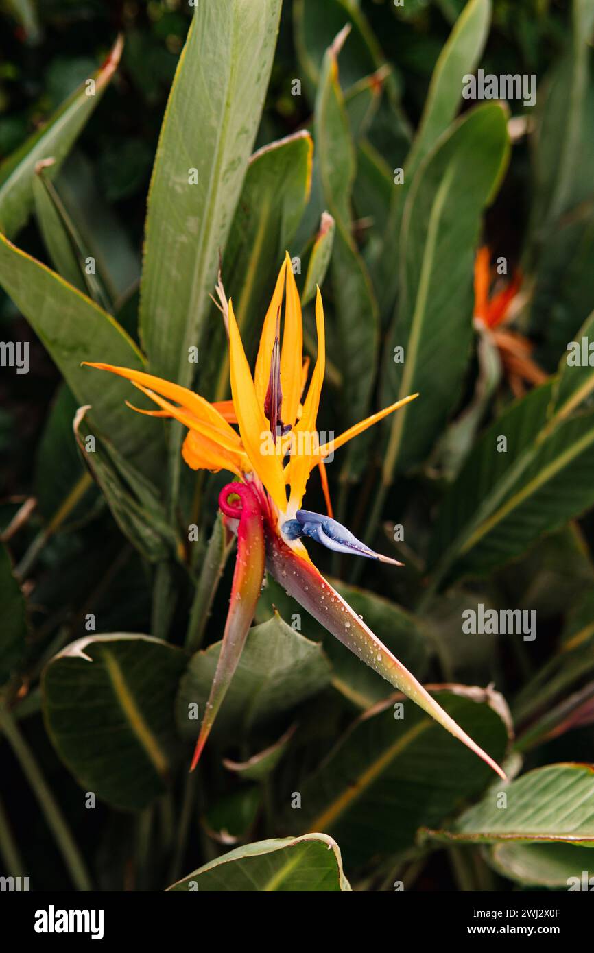 Nahaufnahme einer Paradiesvogel-Blume im tropischen Wald. Stockfoto