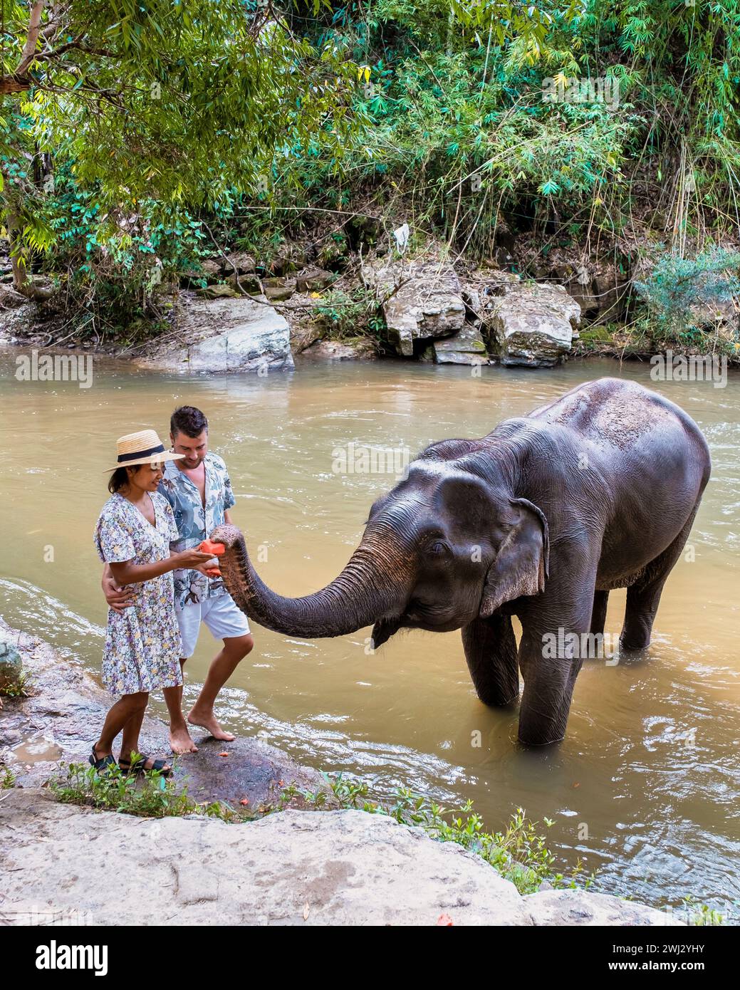 Ein Paar füttert ein Elefantenschutzgebiet in Chiang Mai Thailand, eine Elefantenfarm im Bergdschungel Stockfoto