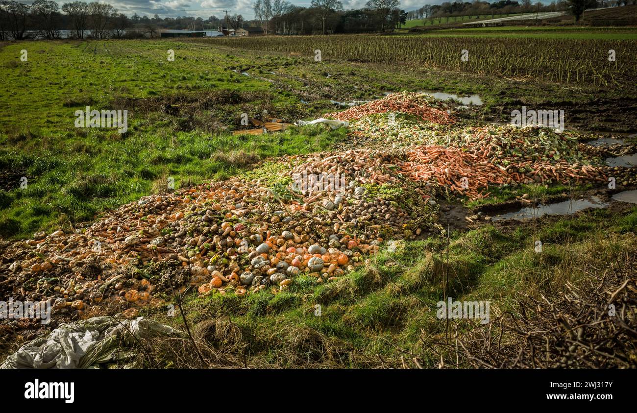 Ein Haufen Karotten, Kartoffeln, Kürbis, Pastinaken, Lauch, Brassicas und anderes Gemüse verrotten auf einem schlammigen Feld. Stockfoto