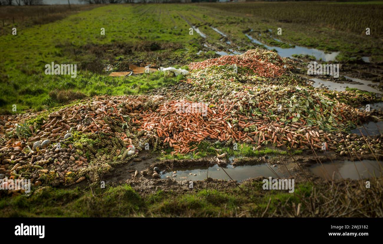 Ein Haufen Karotten, Kartoffeln, Kürbis, Pastinaken, Lauch, Brassicas und anderes Gemüse verrotten auf einem schlammigen Feld. Stockfoto