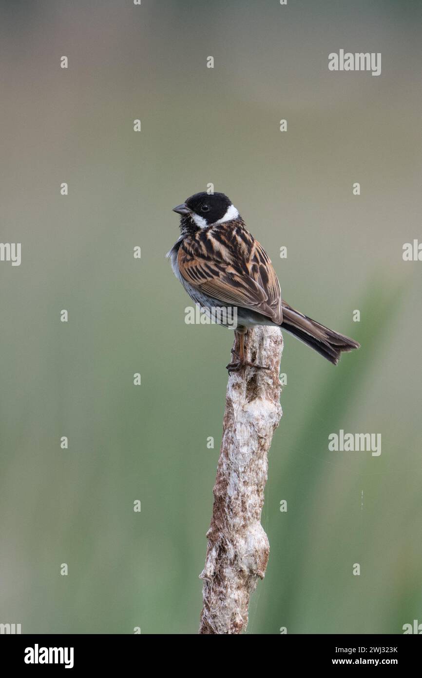 Männliche Reed Bunting (Emberiza schoeniclus) auf einem Bulrushkopf mit natürlichem Hintergrund im Greylake RSPB Reserve, Somerset, UK, Mai 2022 Stockfoto