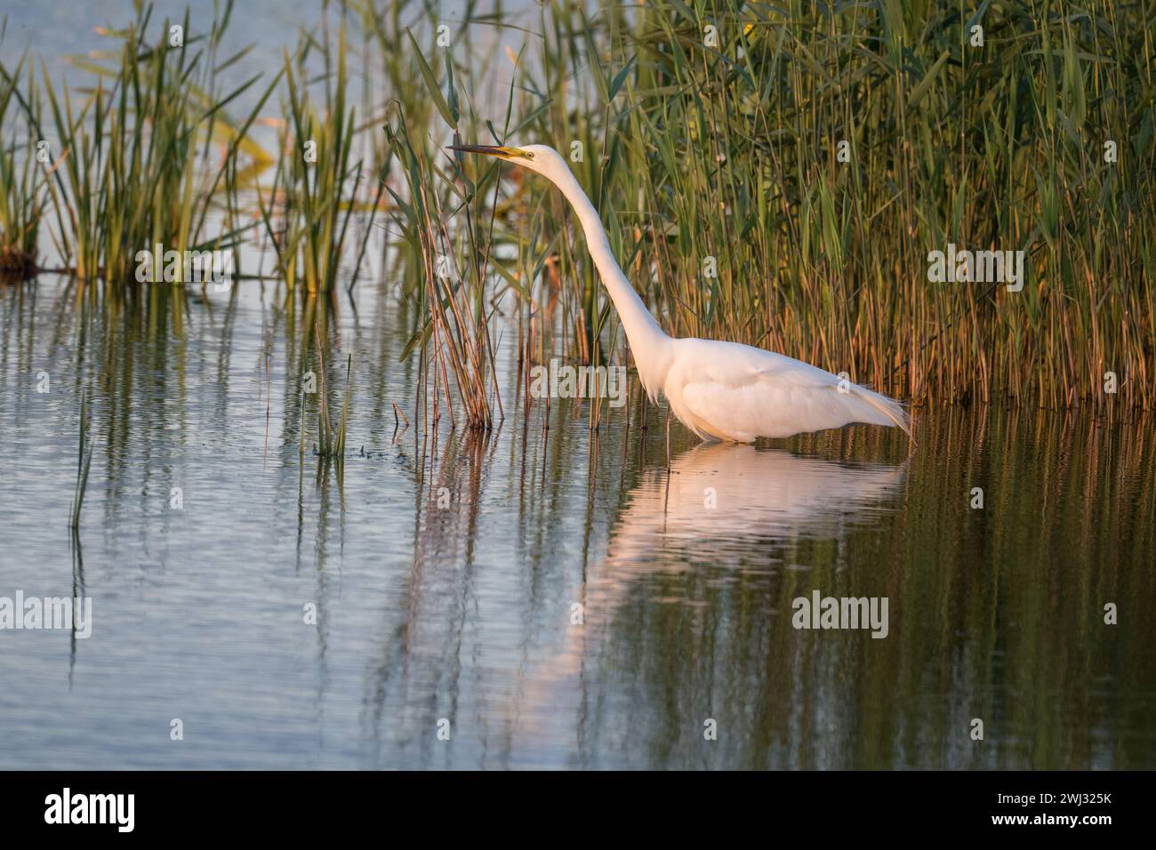 Erwachsener Silberreiher oder Silberreiher (Ardea alba) im Wasser vor phragmites im Ham Wall RSPB Reserve, Somerset, Großbritannien, Mai 2022 Stockfoto