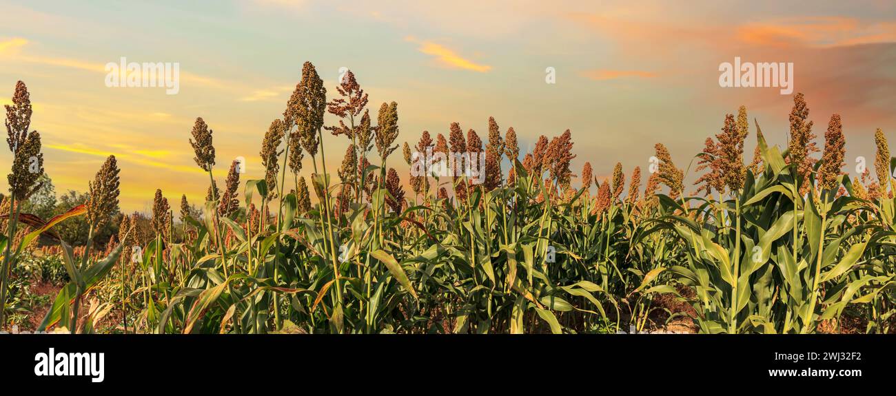 Biokraftstoffe und Lebensmittel, Sorghum Plantation Industrie bei Sonnenuntergang. Feld mit süßem Sorghum-Stiel und Samen. Mil Stockfoto