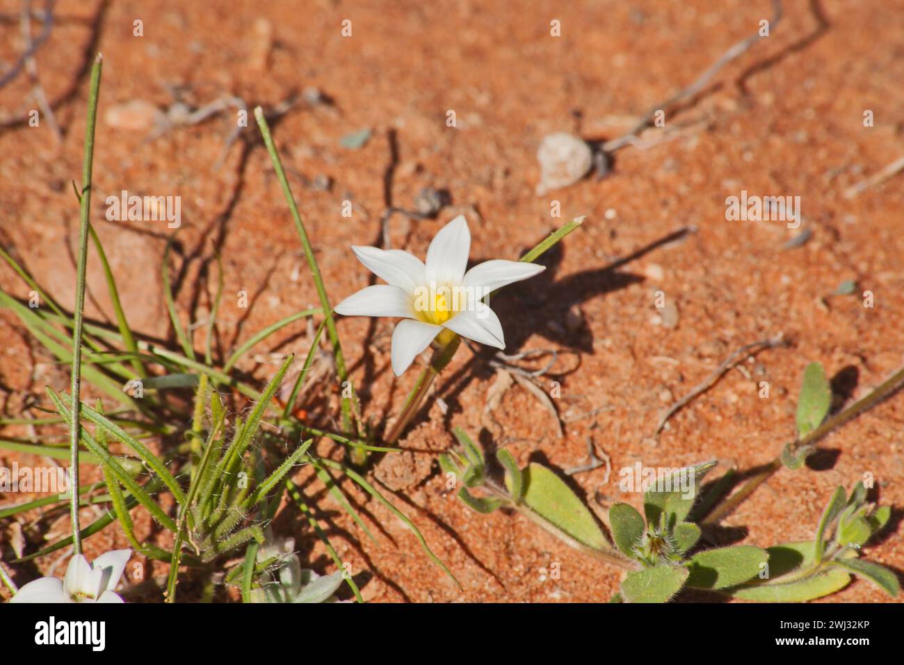 Einzelne weiße Blume von Ronulea Sp. 11619 Stockfoto