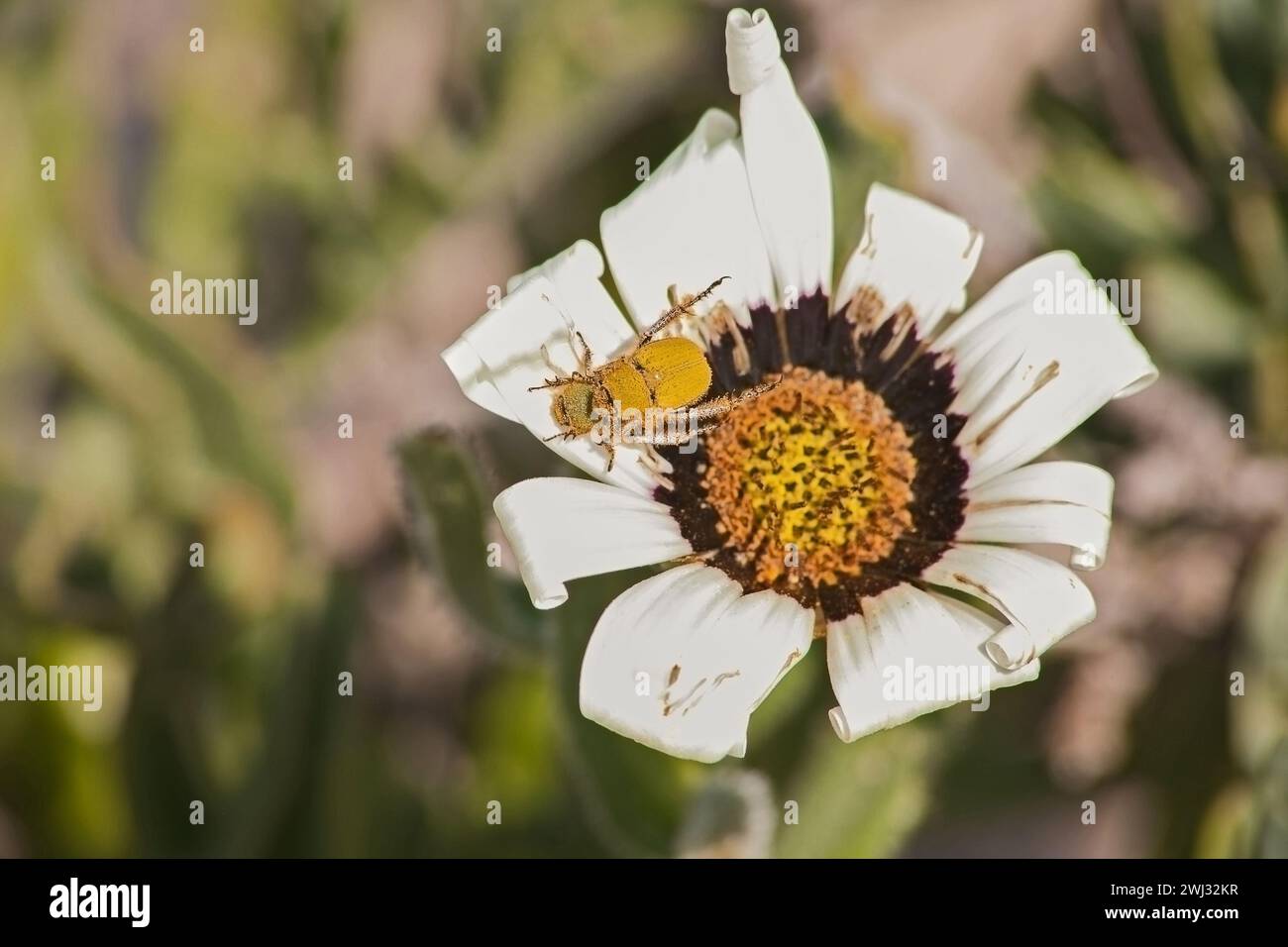 Gazania mit Affenkäfer 12017 Stockfoto