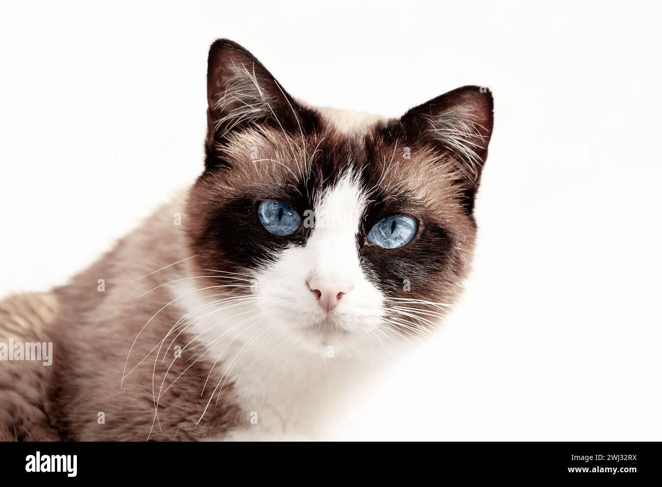 Nahaufnahme einer Katze mit blauen Augen. Porträt einer Kurzhaarkatze isoliert auf weiß. Blick auf die Kamera Stockfoto