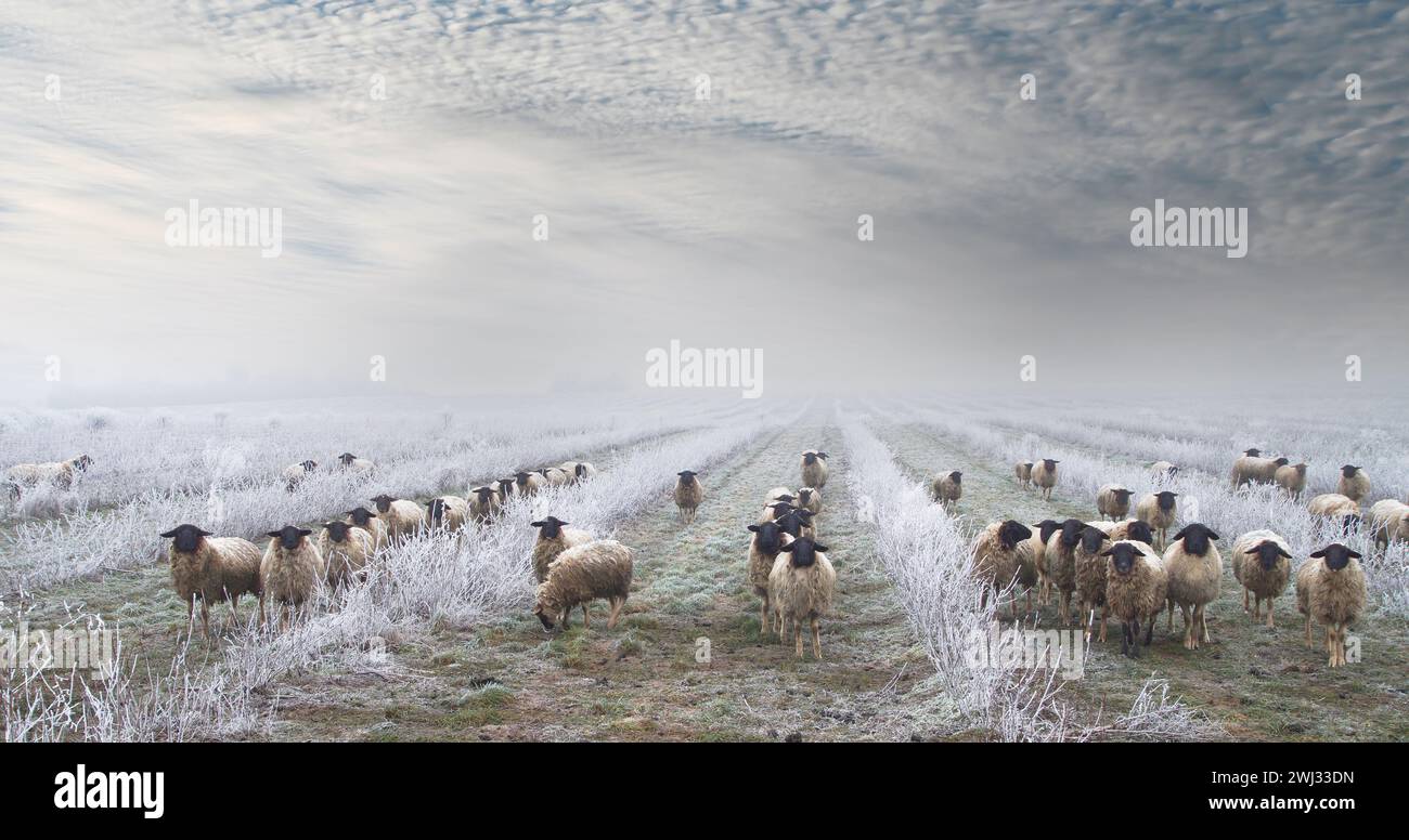 Unkrautbekämpfung mit Schafherde im Schnee. Weidetiere, Schafherde in einer Plantage von Aronia Stockfoto