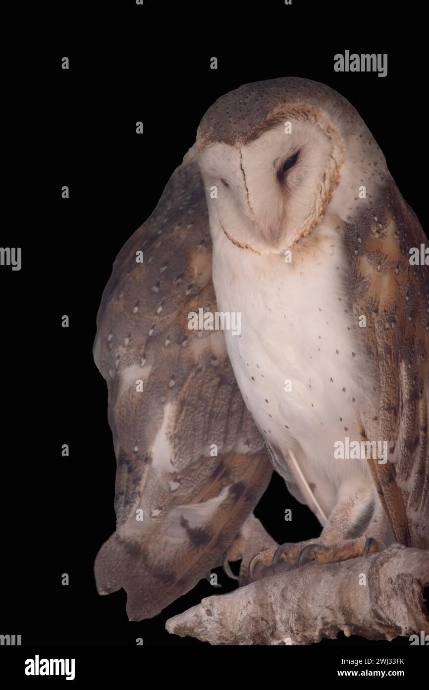 Scheuneulen haben ein markantes, herzförmiges weißes Gesicht und dunkle Augen. Stockfoto