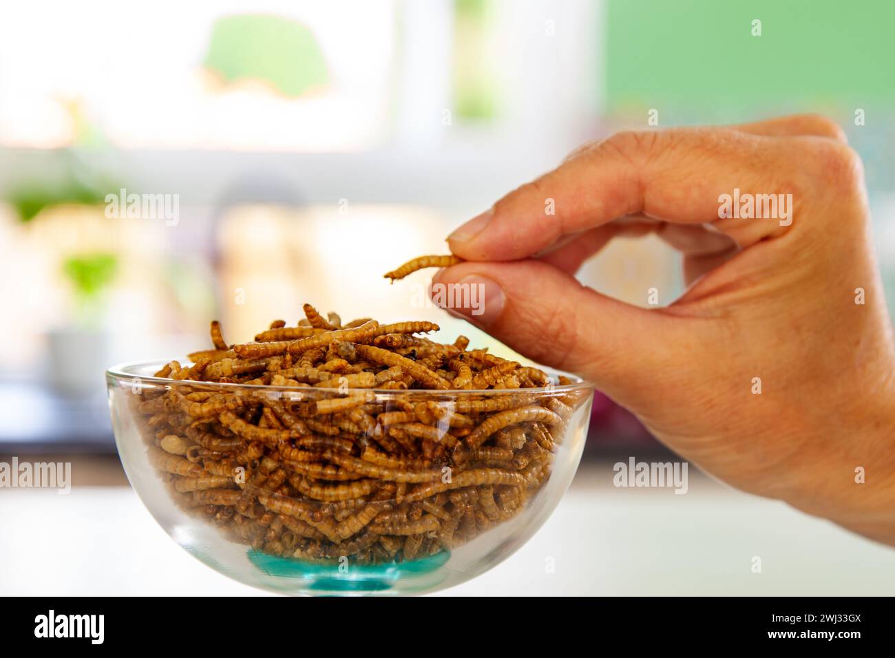 Frau Hand greift sich Snack-Insekten. Mehlwurmlarven als Nahrung. Mealwürmer Krebstiere tenebrio molito Stockfoto