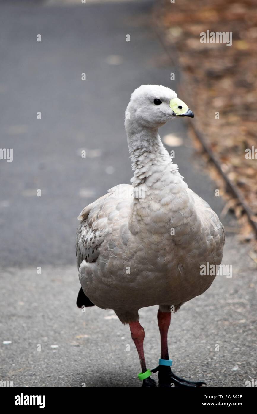 Die Kapbarren-Gans ist eine sehr große, hellgraue Gans mit einem relativ kleinen Kopf. Es hat Reihen großer dunkler Flecken in Linien über den Schultern und Stockfoto
