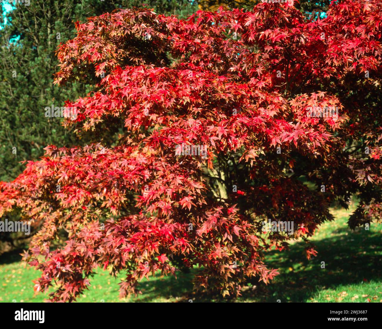 Satte rote Blätter / Laub von Acer Palmatum 'Osakazuki' (auch bekannt als Acer palmatum 'Taihai') Japanischer Ahornbaum im Herbst, Batsford Arboretum, England, Großbritannien Stockfoto