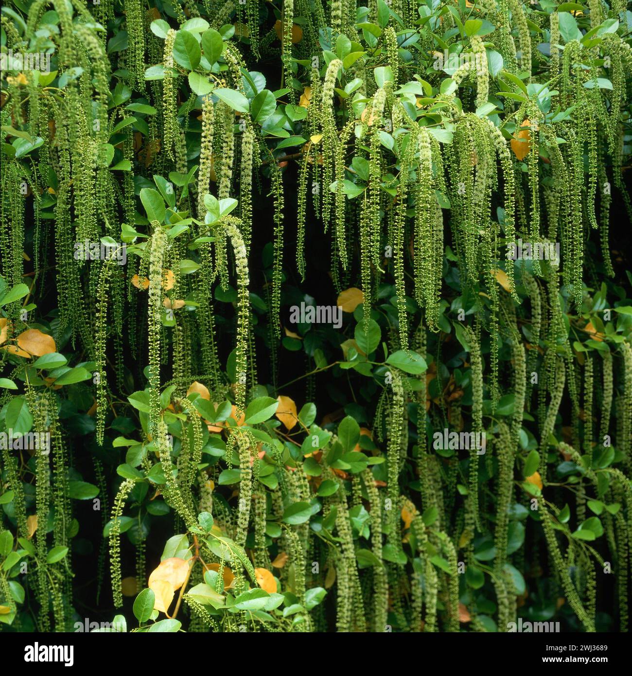 Holly-blättrige Süßspitze (Itea ilicifolia) immergrüner Sträucher in voller Blüte mit langen blassgrünen Raspeln im Sommer wächst im englischen Garten, England, Großbritannien Stockfoto