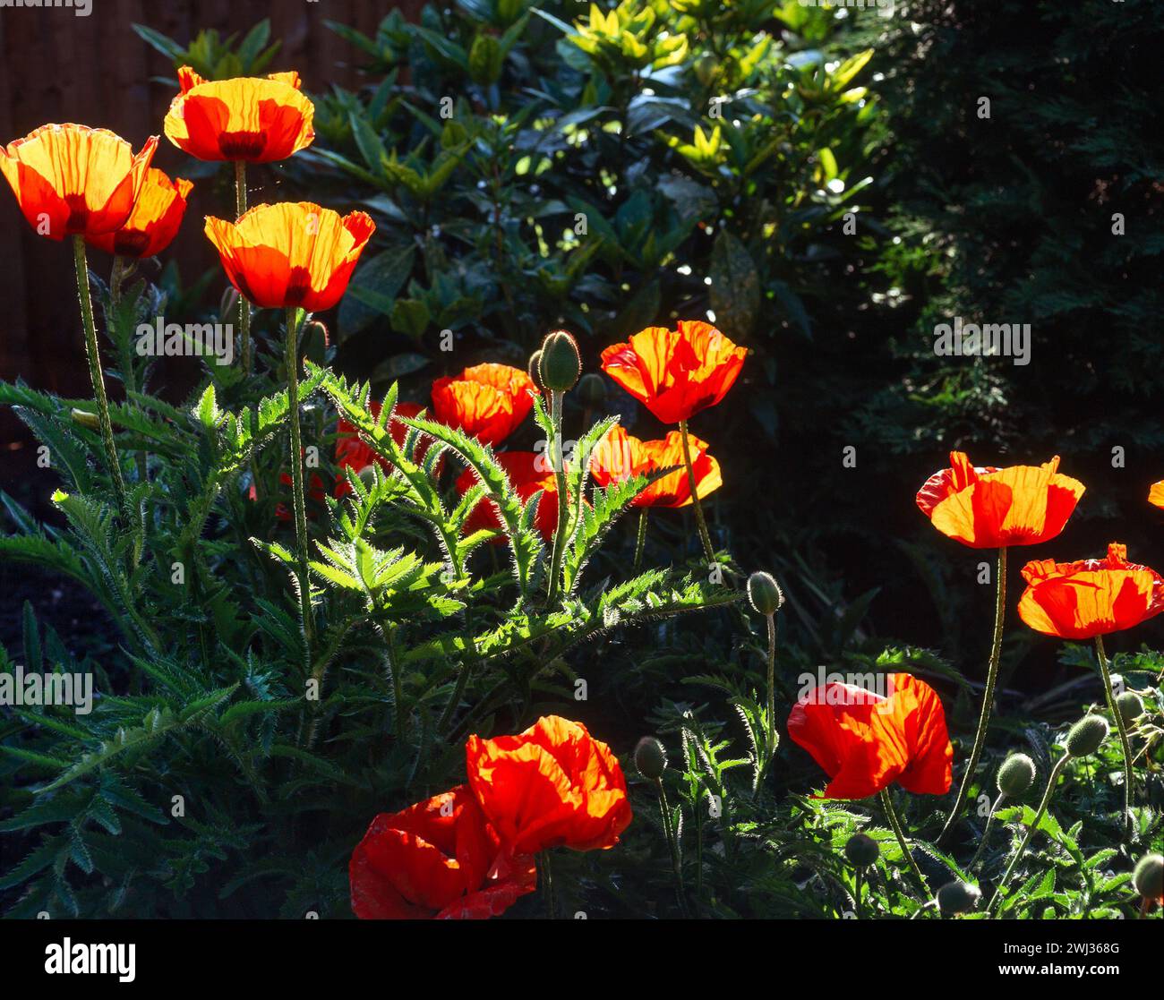 Beleuchtete / sonnenbeleuchtete rote Papaver orientale „Allegro“-Mohnblumen in Blüte wachsen in English Garden Border, England, Großbritannien Stockfoto