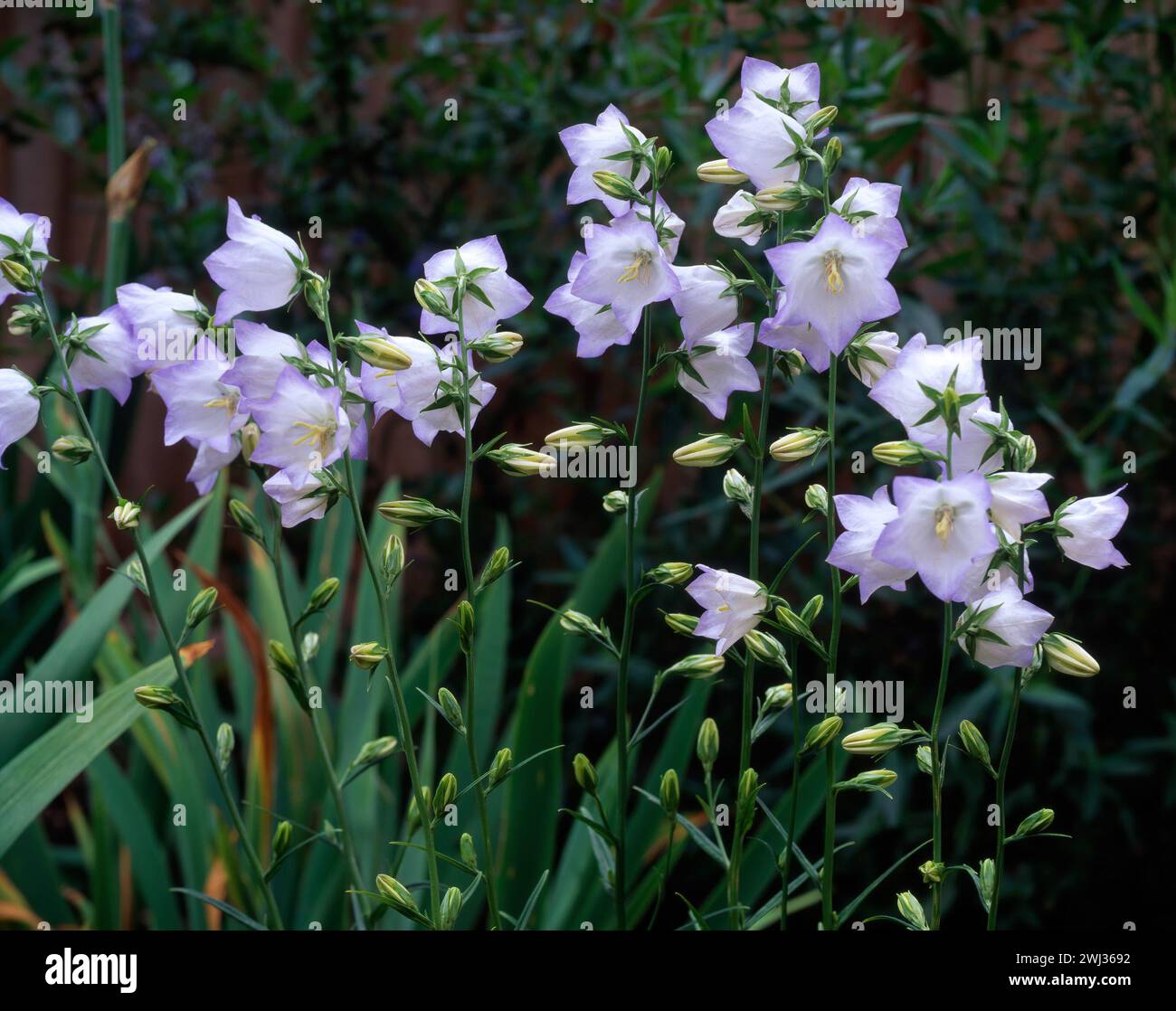 Zarte weiße und blasslilafarbene Blüten der Campanula persicifolia „Chettle Charm“ wachsen im englischen Garten, England, Großbritannien Stockfoto