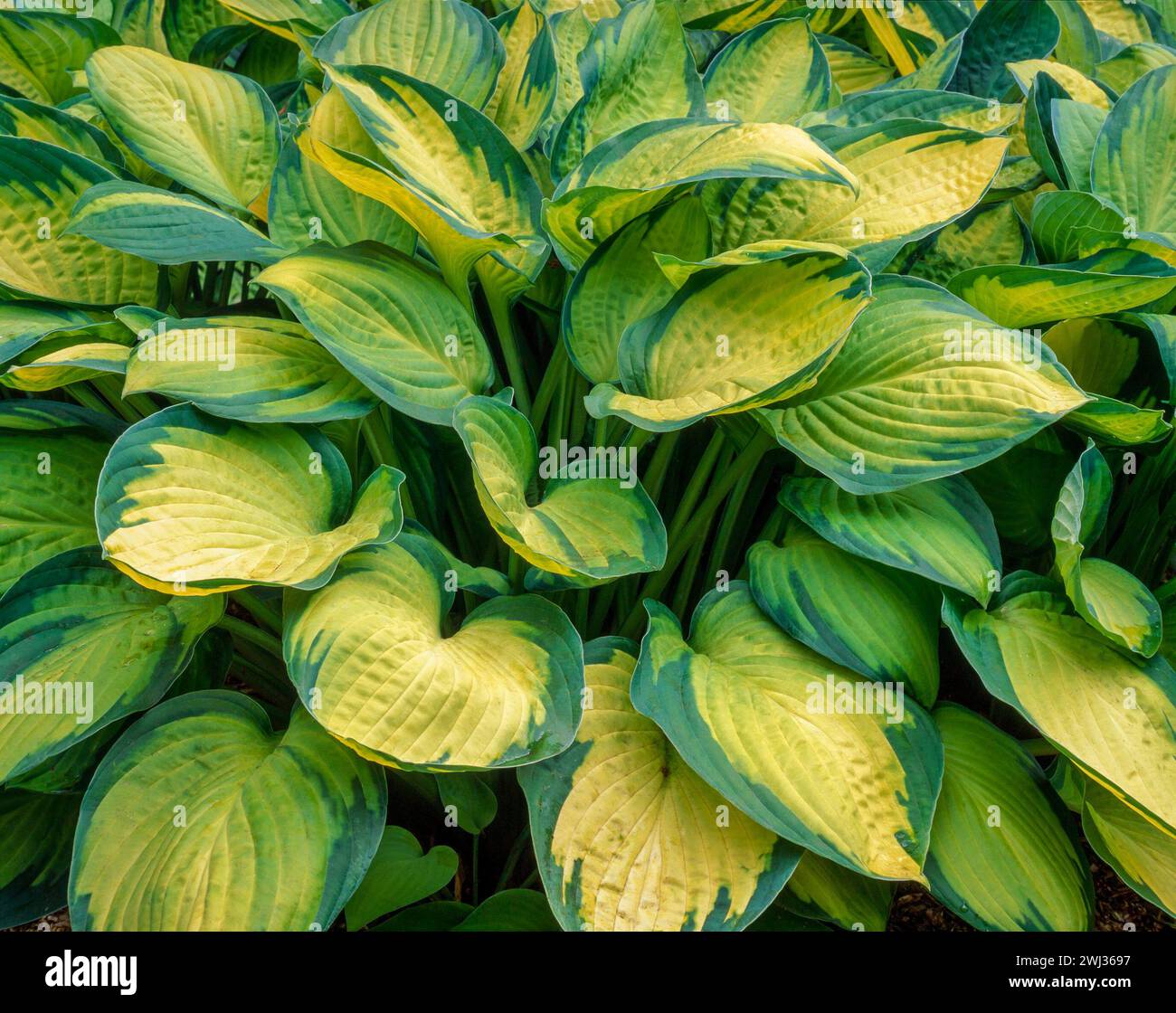 Wunderschöne bunte Blätter von Hosta 'Gold Standard' (Fortune), die im englischen Garten in England, Großbritannien wachsen Stockfoto