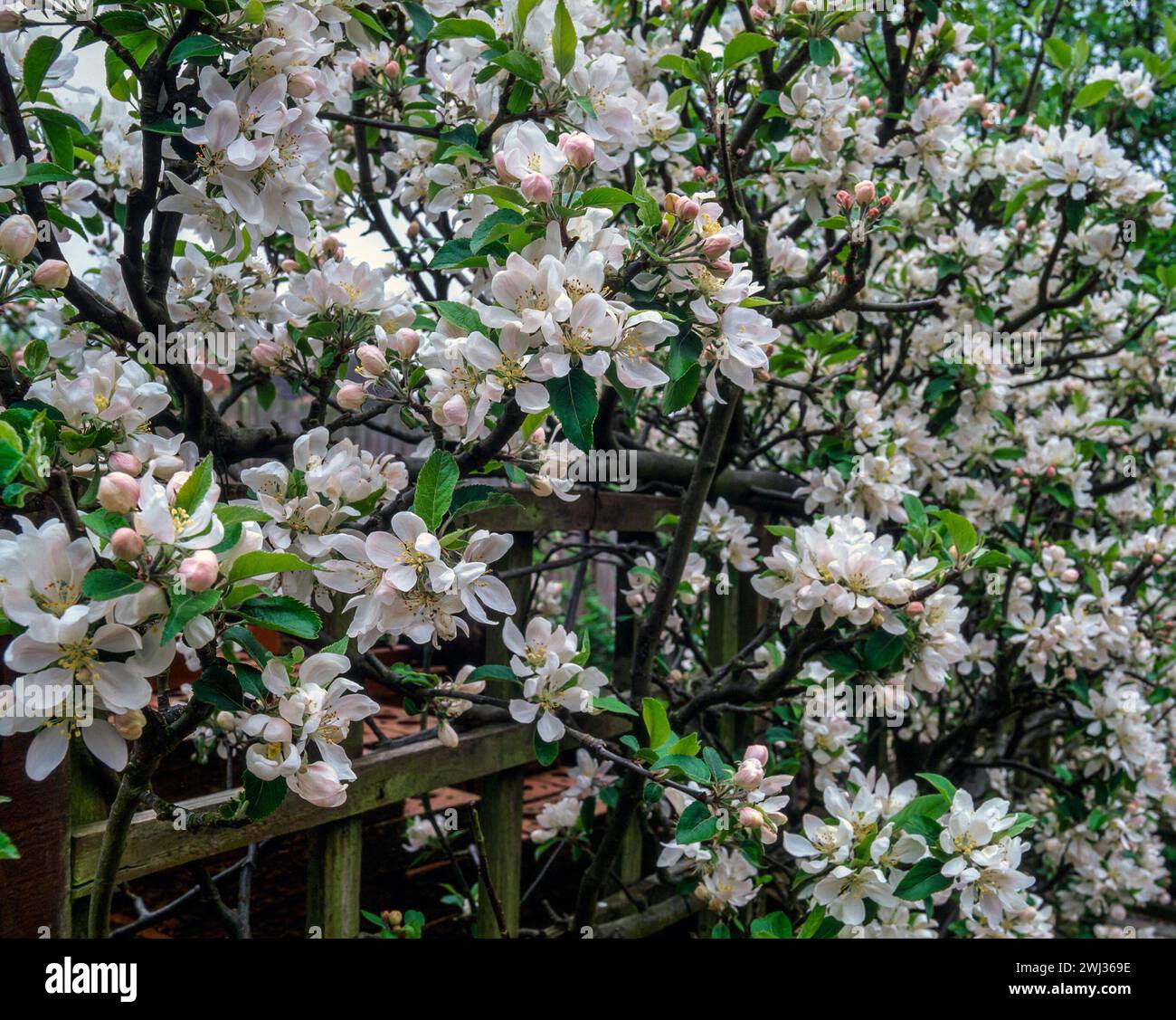 Weiße Apfelblüte im Frühling auf einem kleinen Spalier-Apfelbaum im April im englischen Garten, England, Großbritannien Stockfoto
