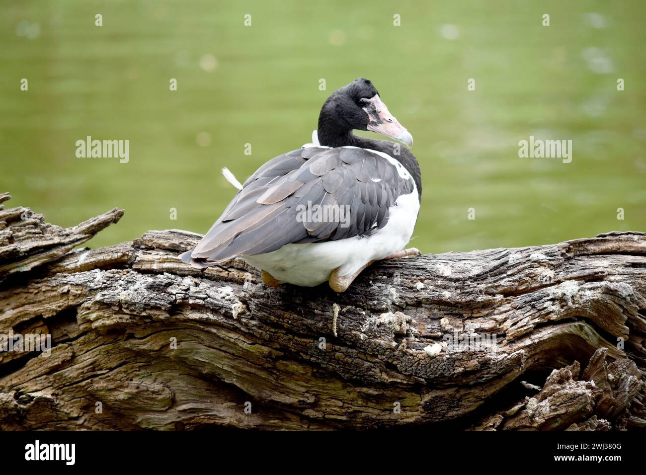Die Elster ist ein schwarz-weißes Seevögel mit schwarzem Kopf und Hals, einem weißen Körper und einem langen Hals. Stockfoto