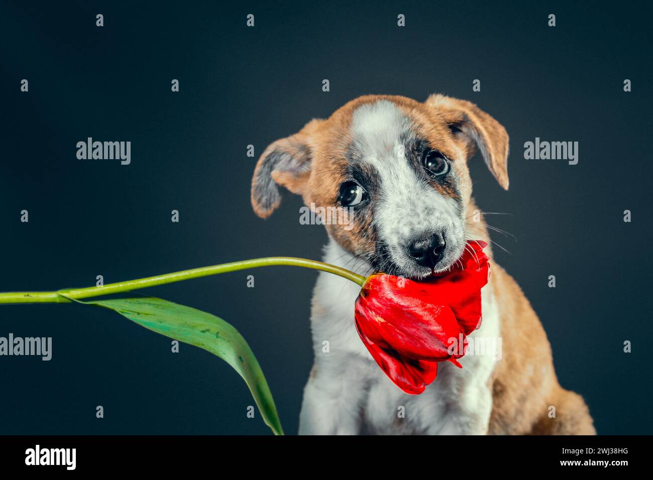 Der Piebald-Welpe hält in den Zähnen eine Tulpenblume vor dunklem Hintergrund Stockfoto