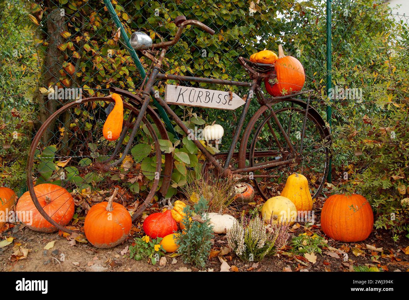 Halloween, altes Fahrrad mit deutschem Zeichentext KÃ¼rbisse - Kürbisse. Altes Fahrrad mit verschiedenen Kürbissen Stockfoto