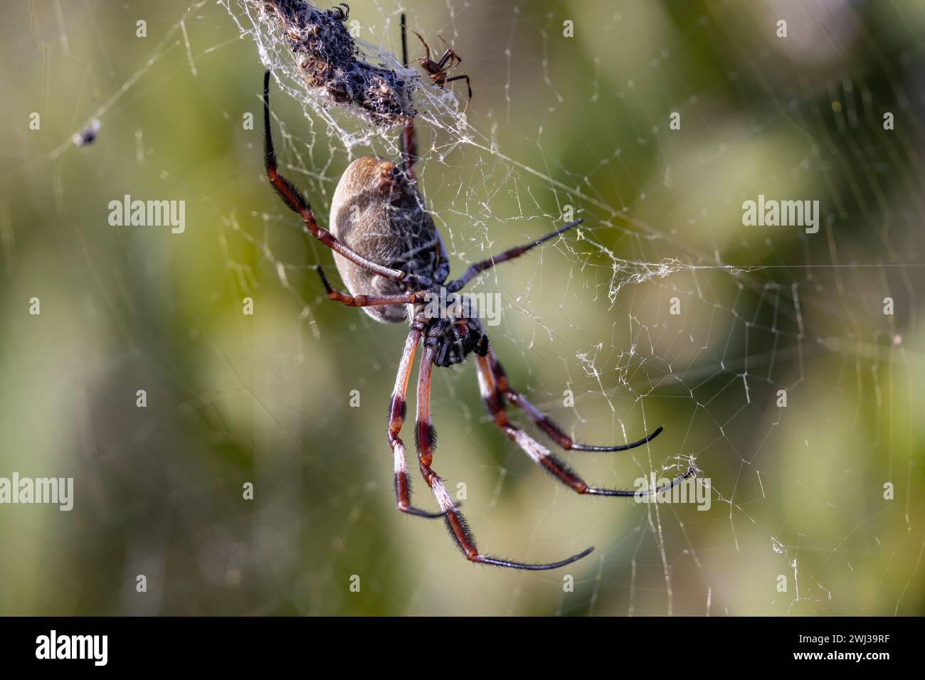 Weibliche und männliche Golden Orb Spinnen im Web Stockfoto